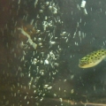Spot & the Bubbles
