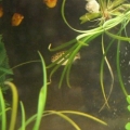 Spot & All the Sunburst Platies

Sorry about thefloating plants...Draco re-aquascaped and unmoored  them.