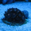 brown zoanthids under atinics