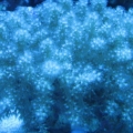 kenya tree under atinics