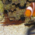 peppermint shrimp with camera flash