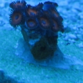 red zoanthids under atinics