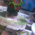 zoa 2