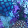 zoas