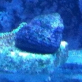snail id?
