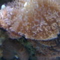 Hairy Mushroom (Rhodactis)