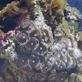 Zoanthids