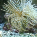 Our gigantic feather duster. Approximately 7 inches across.