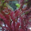 Our Grape Kelp. The hair algae, cyano and sea lettuce all grow on it instead of the rest of the tank. It's on the sand in this picture, but the kelp stays up on the rocks (almost the highest point in the tank) when I'm not doing something in the tank, whi
