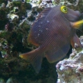 Our Yellow Eye Kole Tang. He's very hard to get a picture of, since he's both shy and fast.