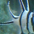 The Banggai Cardinal. This guy doesn't move nearly at all - until you put food in the tank.