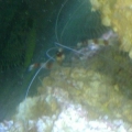Coral Banded Shrimp. He's tried to eat the cardinal before on multiple occasions.