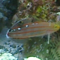 Rainford Goby