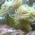 A Torch coral.