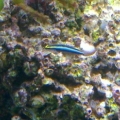 One of the dynamic duo of sharknose gobies.
