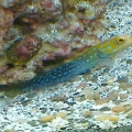 Jaws, lurker of the deep.