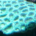 Goniastrea #2