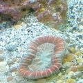 Trachyphyllia #1