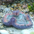 Trachyphyllia #2