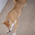 belly crawl2