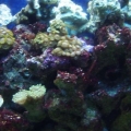 Upclose shot 2 - 3-20-10