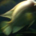 Mr. Red Devil - Current Age/Size/Weight: 12+years, 15", 4-5 lbs