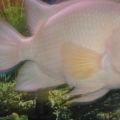 Mr. Red Devil - Current Age/Size/Weight: 12+years, 15", 4-5 lbs