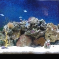 6 1 09 New Tank with new frags. Before 3 reef.