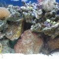6 1 09 New Tank with new frags. Before 3 reef. (1)