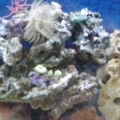 6 1 09 New Tank with new frags. Before 3 reef. (3)
