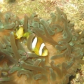 Clarkii's in BTA