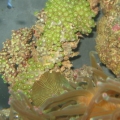 Green Zoa's