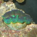 Clam under flash