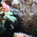 Hungry sexy shrimp