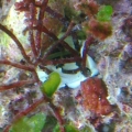 kelp