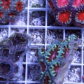 8 acan 5 pack 001