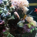New starfish