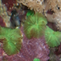The new Bicolor Blenny, Billy, who doesn't want his picture taken yet.