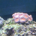 Acan Trio