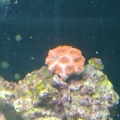 Acan