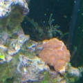 Acan