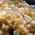 Frogspawn Coral  "Close Up"