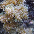 Frogspawn Coral