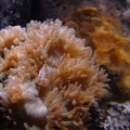 Elegance Coral