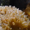 Elegance Coral "Close Up"