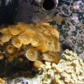Button Polyp