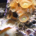 Button Polyp "Close Up"