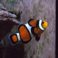 My Clown Fish