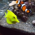 My Yellow tang, Clown fish, and Six-line wrass