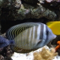 Sailfin Tang & A foxface